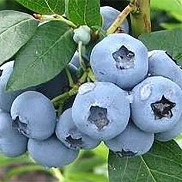 Bio-Heidelbeere „Bluecrop“