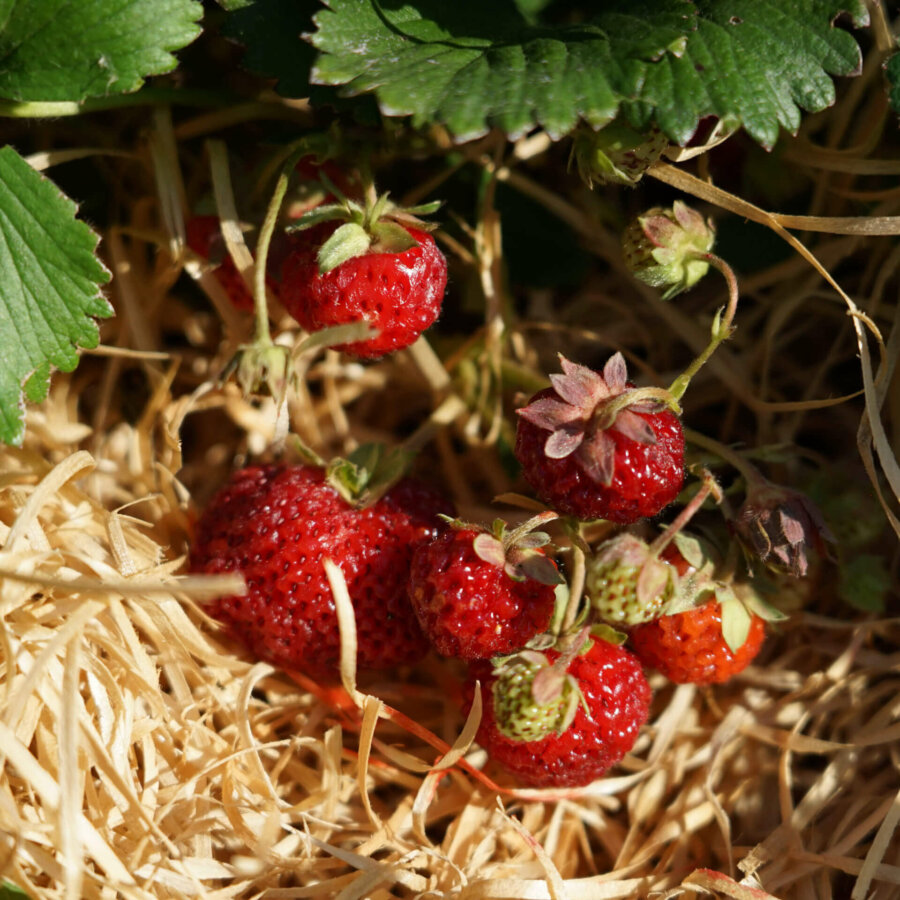 Bio-Erdbeere „Mieze Schindler“